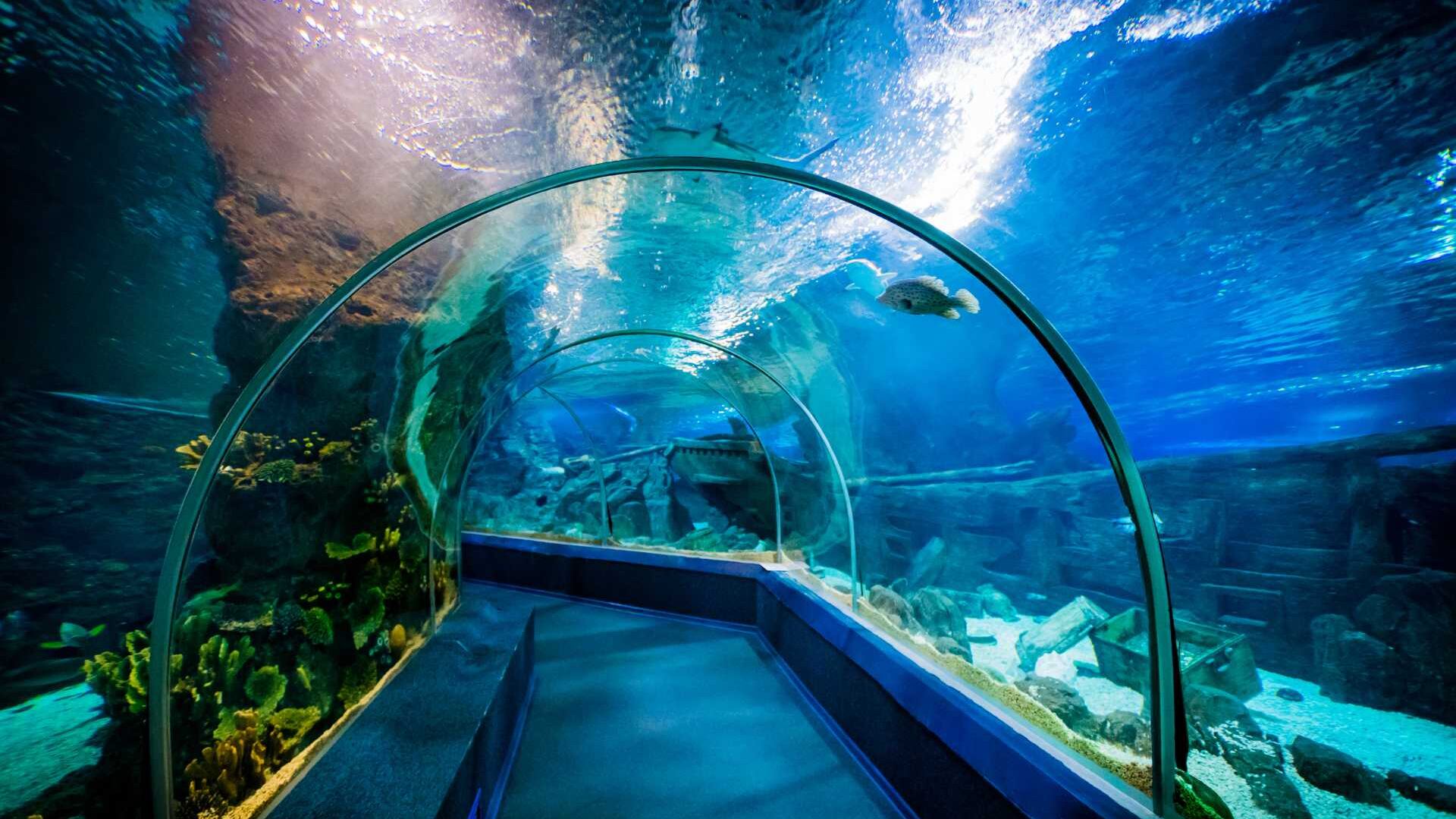 A view of a glass tunnel through the aquarium at Resorts World, Sentosa, Singapore.