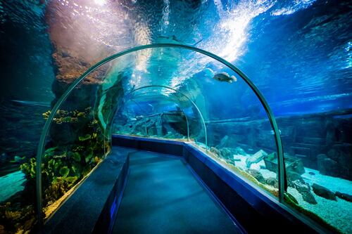 Limavady firm ELSS lands multi-million dollar aquarium project in Southeast Asia