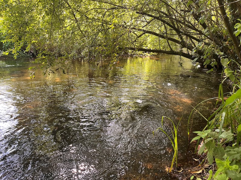 No river in England is in good condition due to pollution