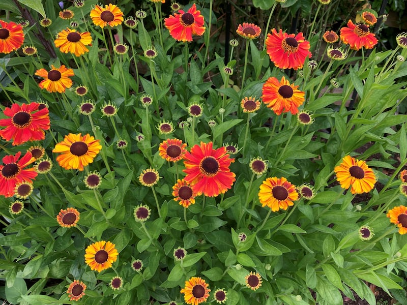 Helenium ‘Moerheim Beauty’