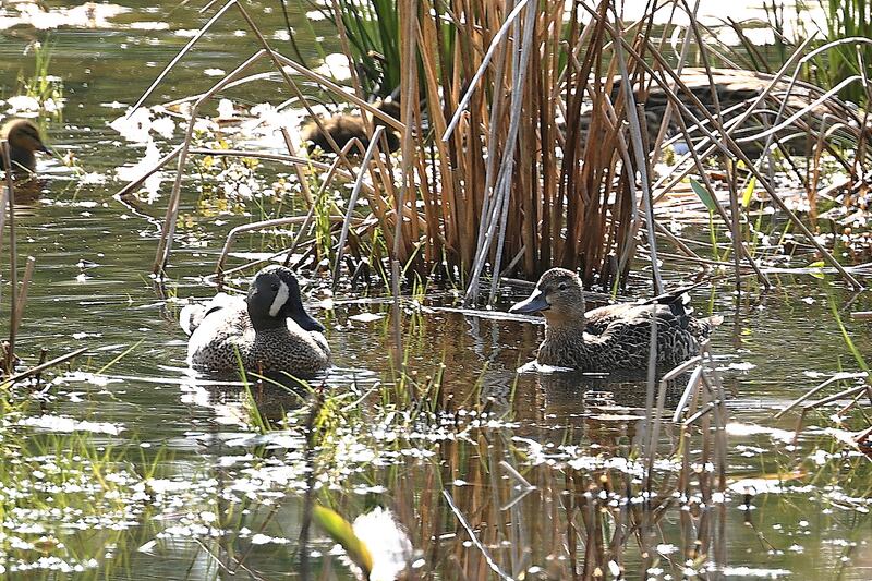 Pair of blue-winged teal have been observed in nesting behaviour