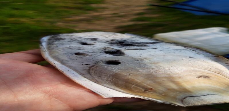 cuttlefish remains with talon marks