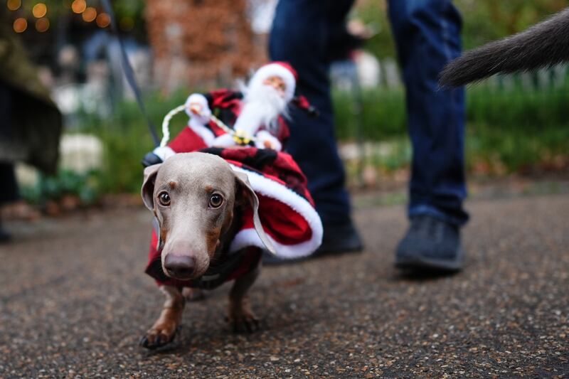 One sausage dog carried a mini Santa Claus on his back