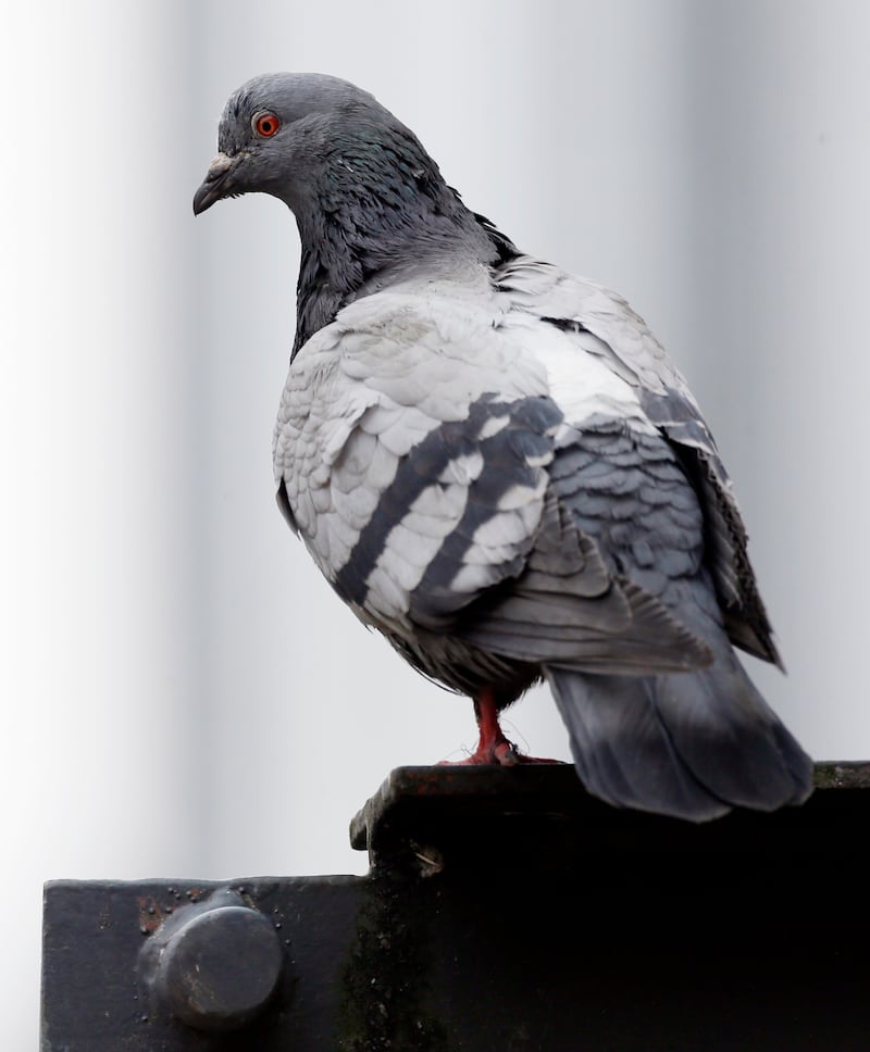 A pest control report in January 2019 warned feral pigeons posed ‘a significant health and safety issue’ at the hospital