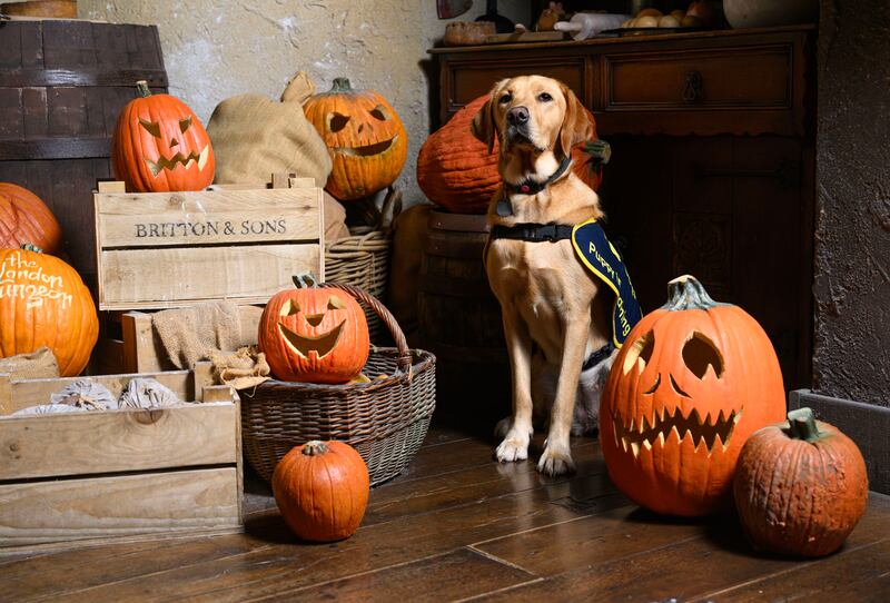 Guide dog puppies in training visit the London Dungeon to emphasise the importance of being extra mindful of dogs as they navigate the unpredictability of Halloween