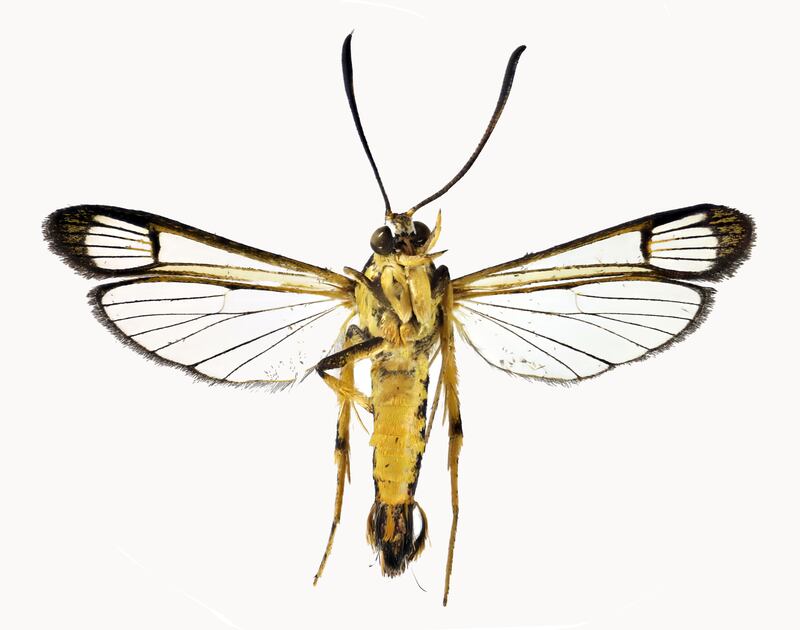 The new species of clearwing moth from Guyana discovered in Wales (Mark Sterling/The Trustees of the Natural History Museum, London)