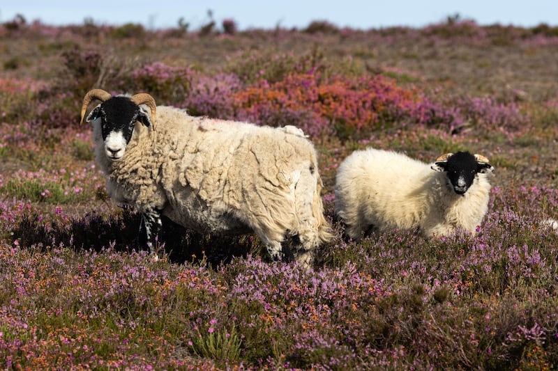 Wool is often sourced locally in Britain making it a more sustainable fabric