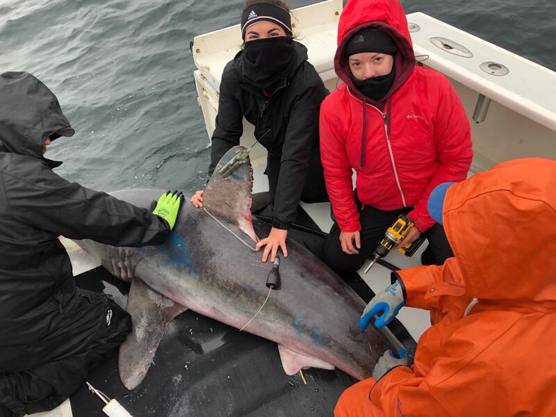 The researchers tagging a porbeagle shark. Left Beckah Campbell and centre, Brooke Anderson (James Sulikowski/Oregon State University)