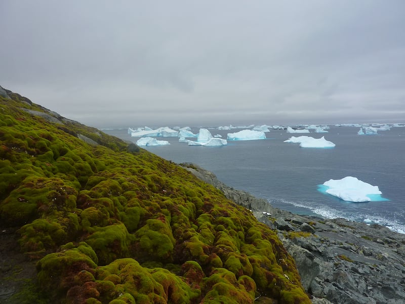 Green Island in the Antarctic peninsula (Matt Amesbury/University of Exeter)