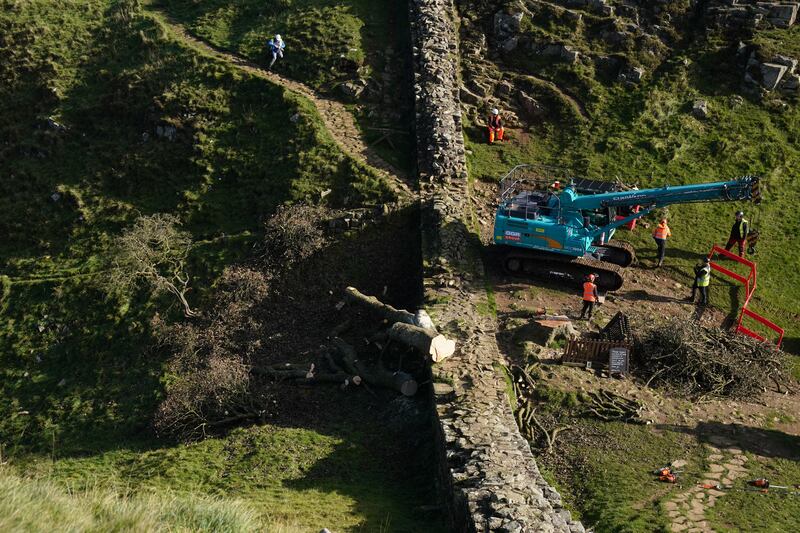 Work begins to remove the felled tree on Hadrian’s Wall in Northumberland in October last year