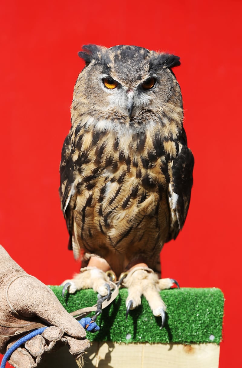 Bailey said the owl he saved was an Eurasian eagle-owl