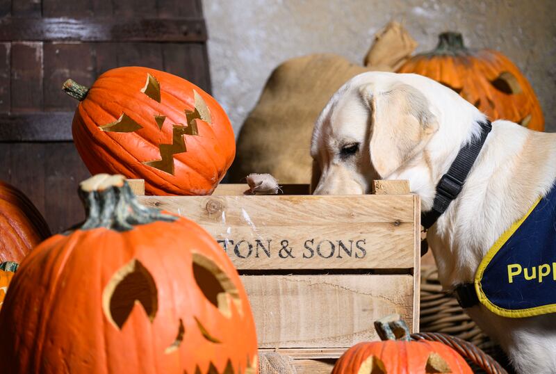 Guide Dogs is taking their puppies to Halloween activities to build the dogs’ confidence ahead of the spooky day