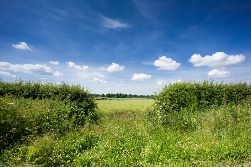 Officials said the new regulations would sit alongside existing rules that prevent the removal of countryside hedgerows without planning approval