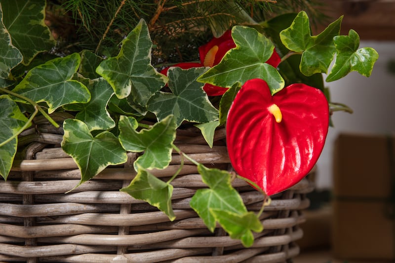 Ivy and anthurium could be placed at the base of the tree (Dobbies Garden Centres/PA