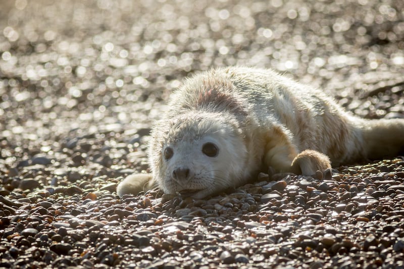 A newborn seal on the shingle at Orford Ness