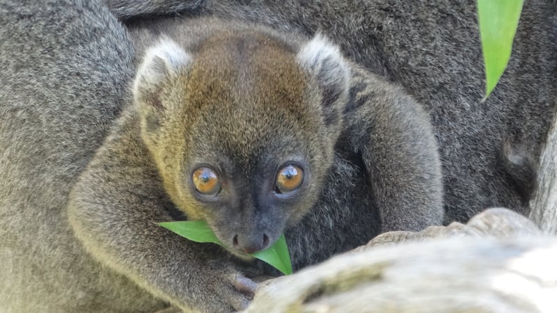 The as-yet-unsexed and unnamed youngster was born to breeding male Raphael and female Bijou