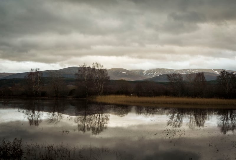 The pigs were released in the Cairngorms National Park