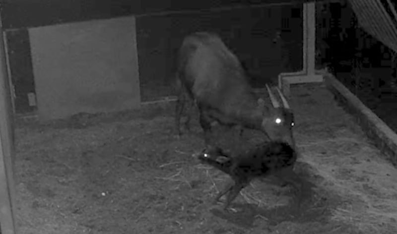 The birth of rare anoa calf Kasimbar was captured by Chester Zoo via CCTV footage (Chester Zoo)