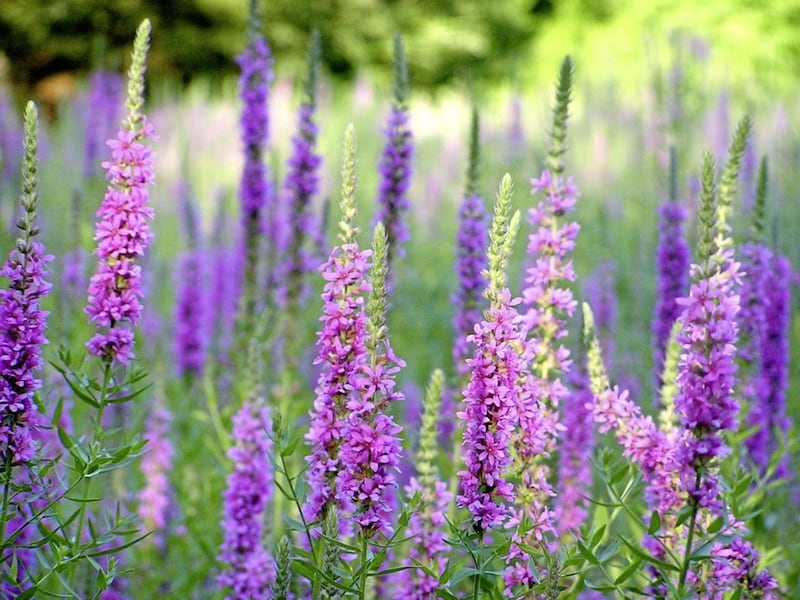 Purple Loosestrife or Lythrum salicaria, with its erect reddish-purple stems and long green leaves, provides a valuable source of nectar for many insects 