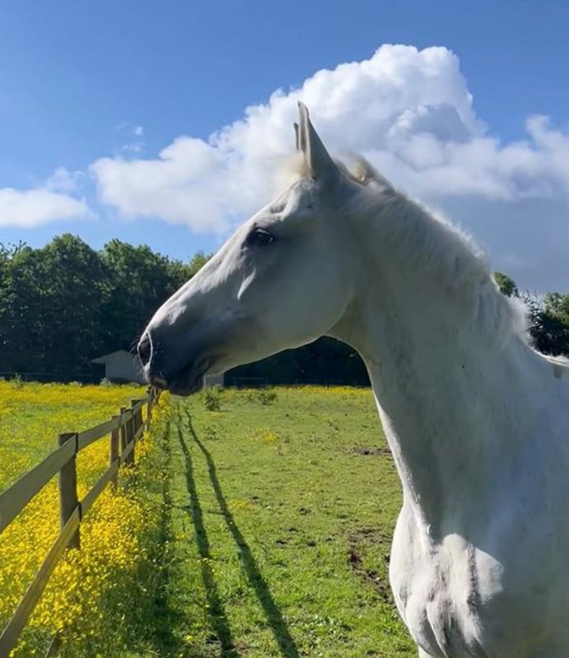 Vida spent time recovering at The Horse Trust following the incident (Ministry of Defence)