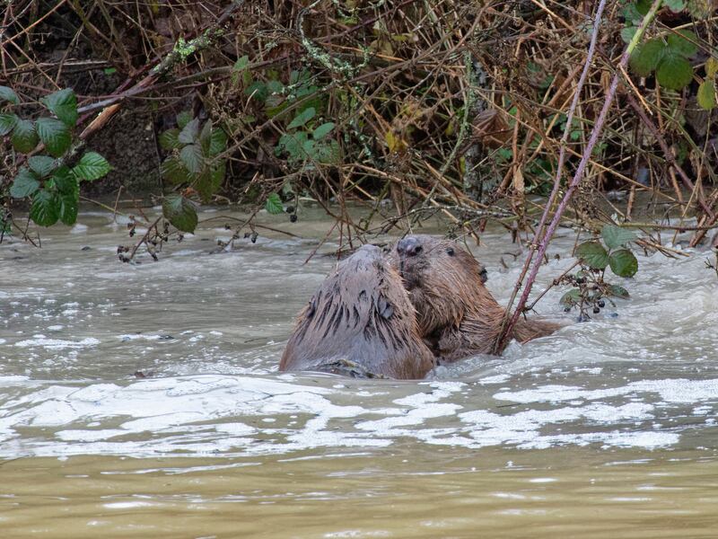 Beavers Chompy and Hazel meeting on the day of their release at Ewhurst Park, Hampshire (NickUpton)