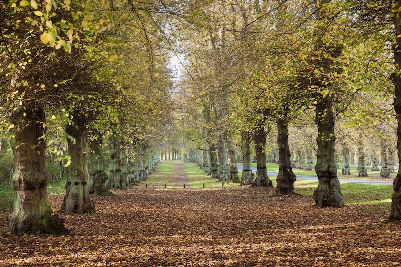 Lime Tree Avenue at Clumber Park, Nottinghamshire. (Andrew Butler/National Trust images)