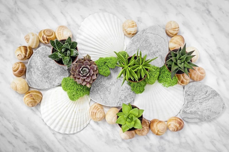 Seashells and succulents