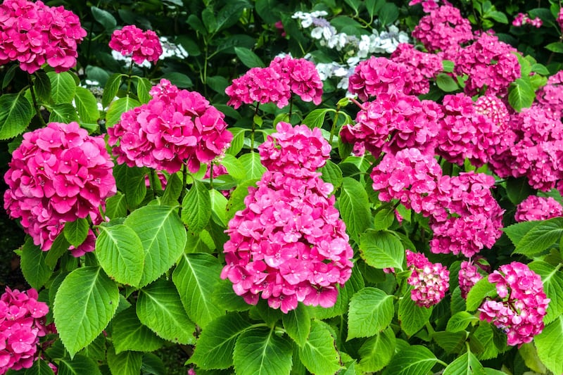 Plant some Hydrangeas