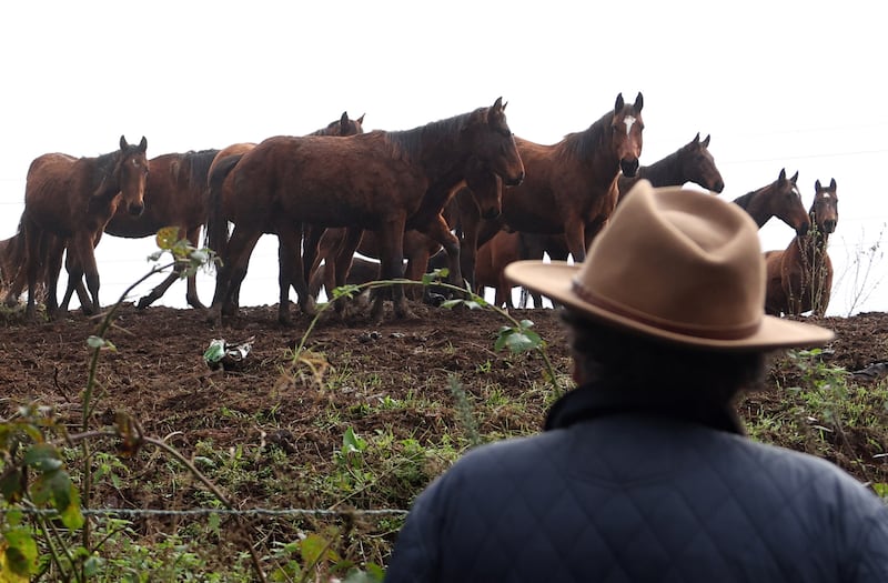 Horses on the Mill Road area of Belfast.
PICTURE COLM LENAGHAN