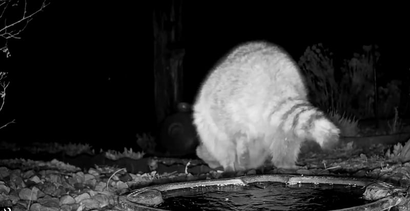 A wildlife enthusiast captured the moment a raccoon completed a handstand in her front garden (Camera Trap Sue)