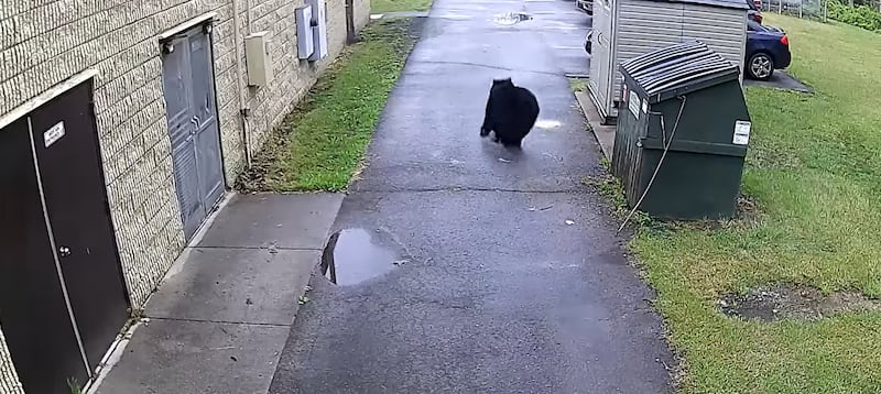 James Marsh was given a fright when a bear leapt out of the bin he was opening