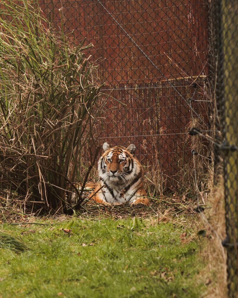 Yuki, whose name translates to both ‘happiness’ and ‘snow’ in Japanese, was part of the biggest family group of Amur tigers in the UK at Longleat Safari Park in Wiltshire