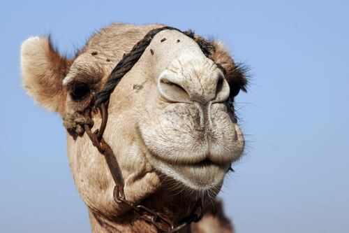 You won’t believe how many flies this camel has been carrying around