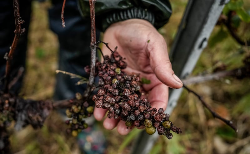 Many of the Chardonnay grapes have been attacked and destroyed by a fungal disease (Aurelien Morissard/AP)