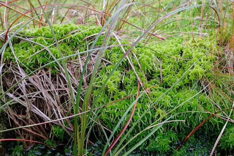 Sphagnum moss growing on Kinder Scout