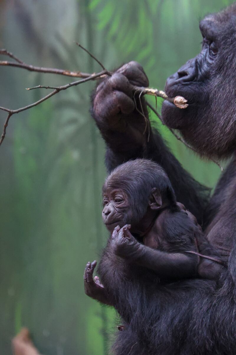 The gorilla baby is critically endangered