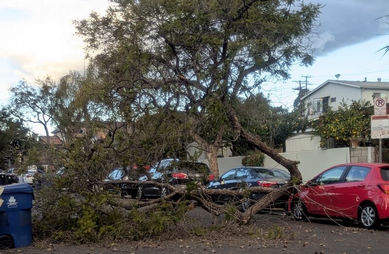 A fallen tree blocks a street amid strengthening winds in Los Angeles (Christopher Weber/AP)