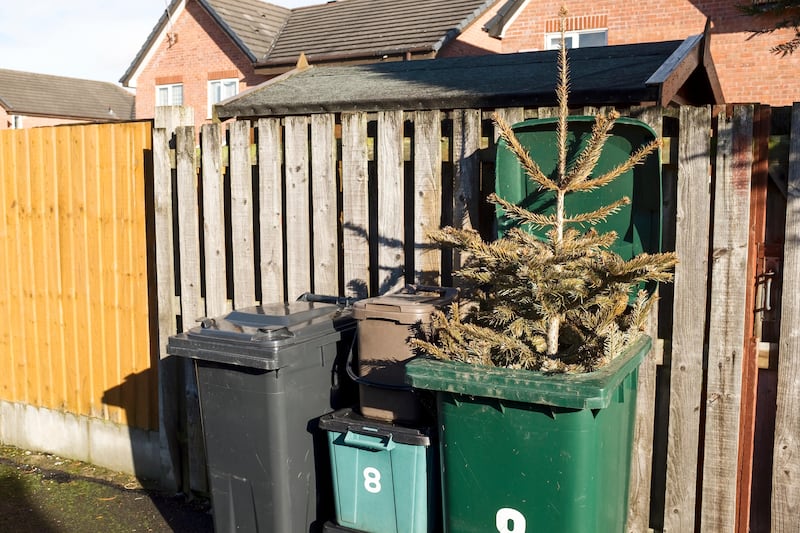 Check what dates your local council will accept Christmas tree for recycling