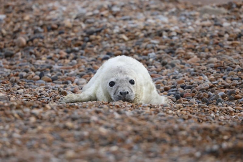 A newborn grey seal pup on the shingle at Orford Ness in Suffolk.