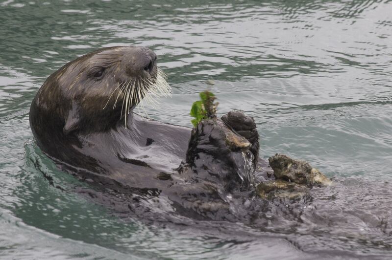 Sea otters could've learned to use tools before the first pre-human – The  Irish News