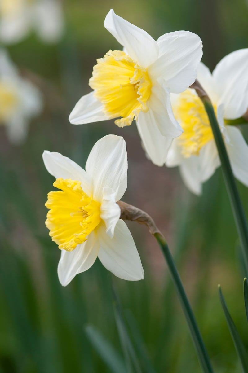 Narcissus ‘Ice follies’