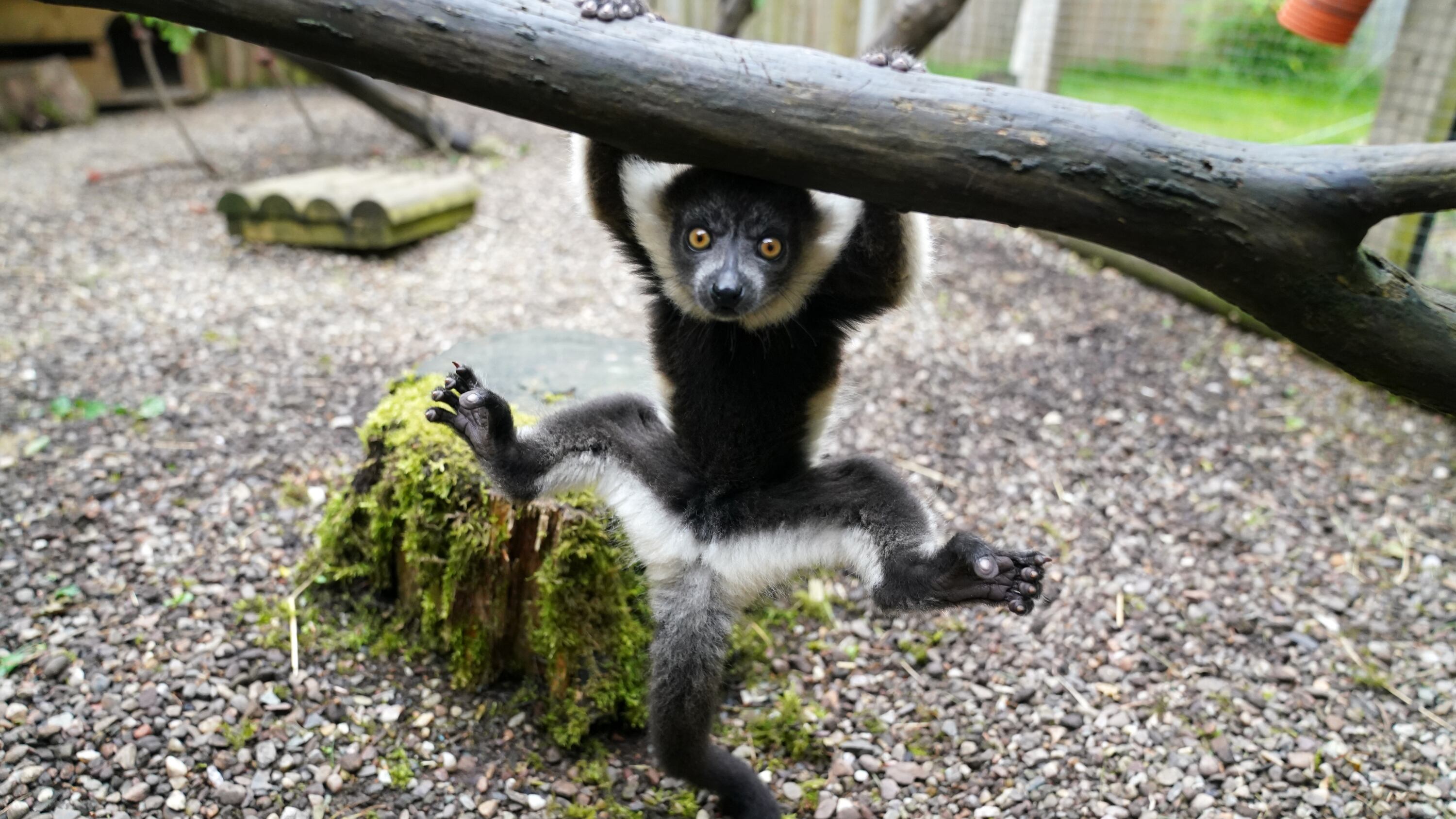 One of two black-and-white ruffed lemur pups born at Blair Drummond Safari and Adventure Park, near Stirling
