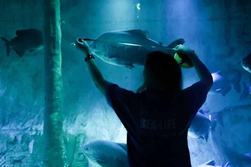 Aquarists during the annual ‘count and clean’