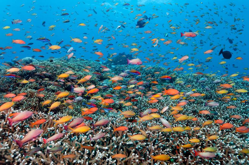 The Great Barrier Reef is home to hundreds of fish species