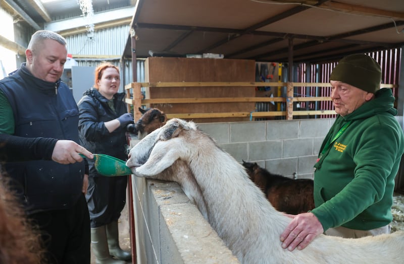 Animals at St James Farm in West Belfast.
PICTURE COLM LENAGHAN