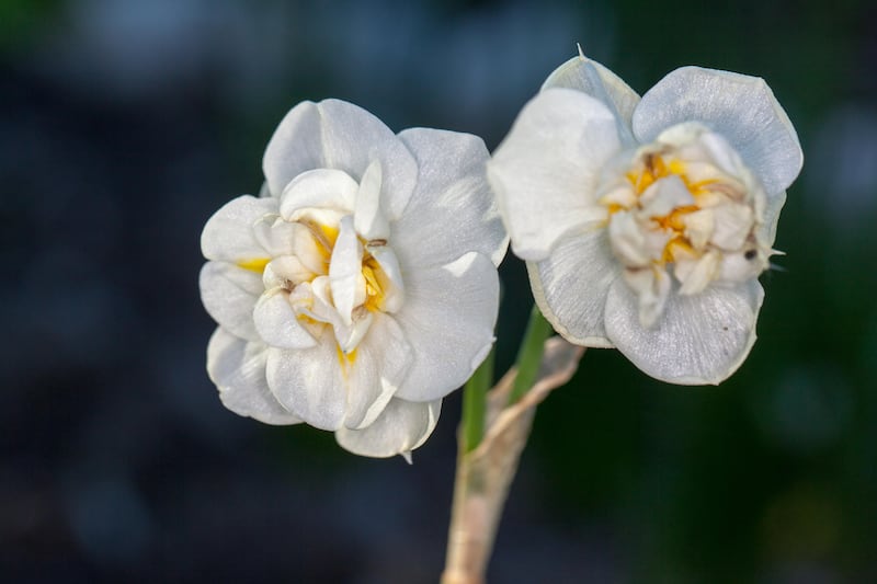 Narcissus ‘Cheerfulness’