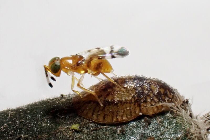 The wasp (Microterys nietneri) laying its eggs on the scale insect (Coccus hesperidum)