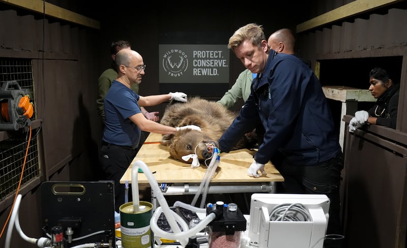 Two-year-old Boki on the operating table