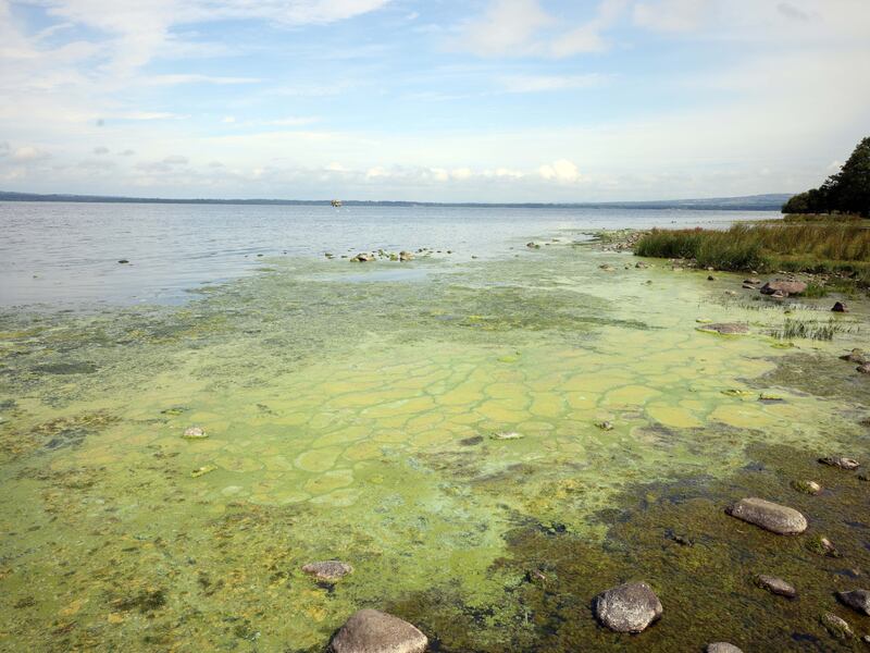 PACEMAKER, BELFAST, 17/7/2024: Algae in a bay on the shore of Lough Neagh at Loughview Road, Antrim today.
Blue-green algae is "back with a vengeance", according to the Lough Neagh Partnership.
The Earl of Shaftesbury, who owns the bed and soil of the lough, is travelling to Belfast on Wednesday to discuss its future with stakeholders.
Nicholas Ashley-Cooper is to meet Stormont's environment minister, Andrew Muir, amid renewed calls for him to transfer ownership.
Speaking ahead of the meeting, Mr Muir said he was looking forward to discussing "how any possible transfer into community ownership could be achieved".
Last year saw the lough blighted by large blooms of potentially toxic blue-green algae.
PICTURE BY STEPHEN DAVISON