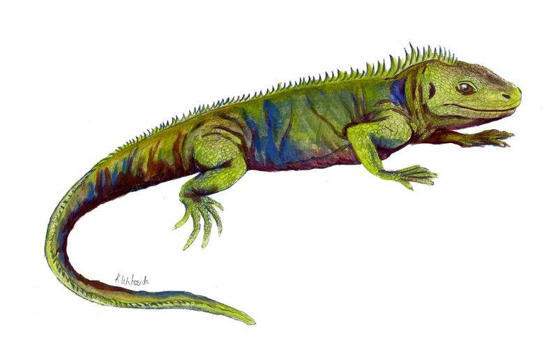 Clevosaurus sectumsemper.